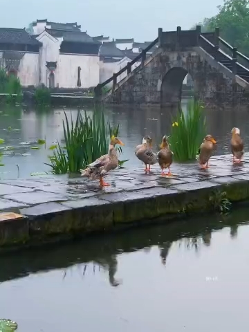 雨后的微州古村落，给人一种宁静祥和