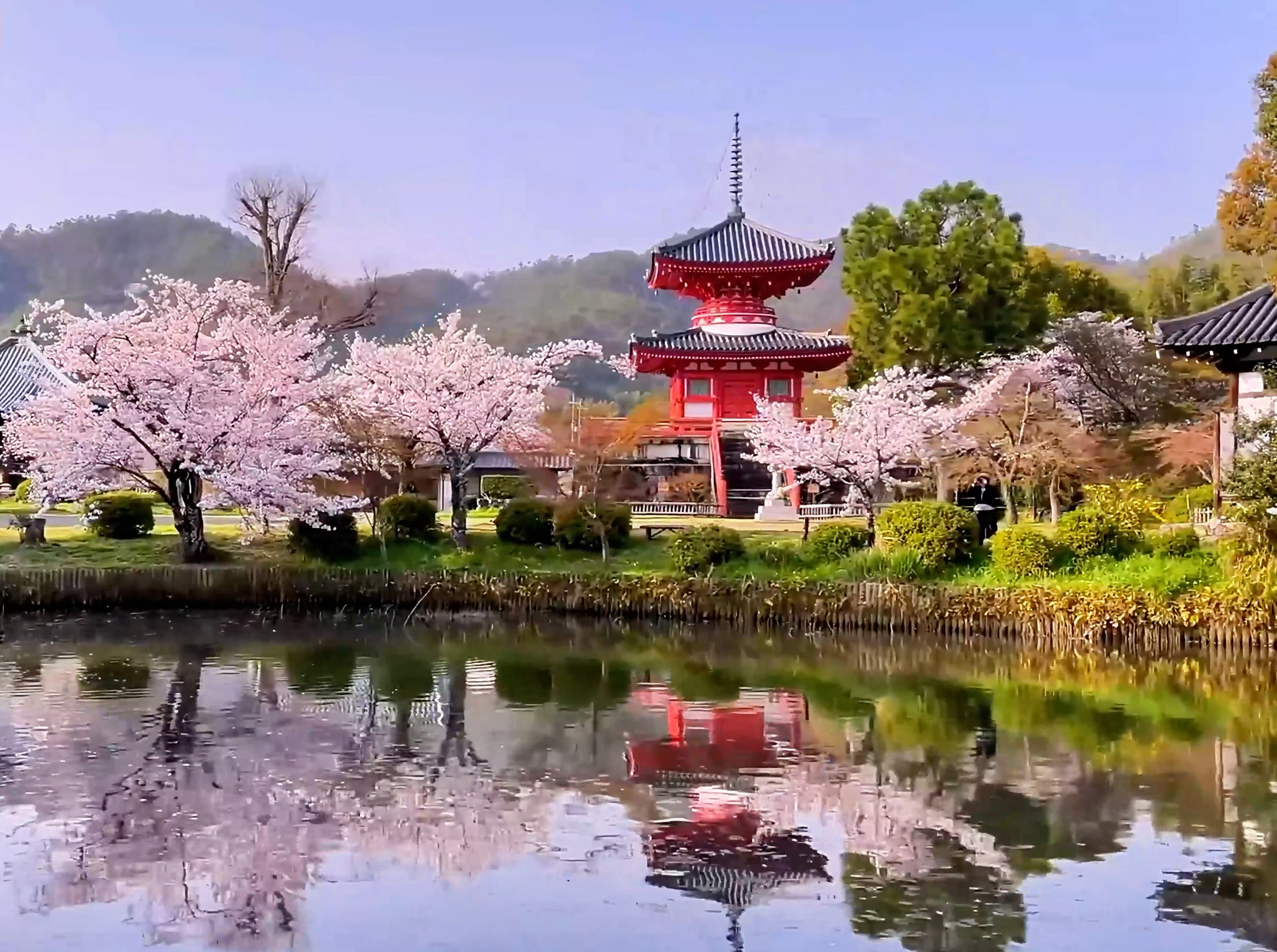 京都大觉寺：春日赏樱的古韵之旅 🌸🚶‍♀️
