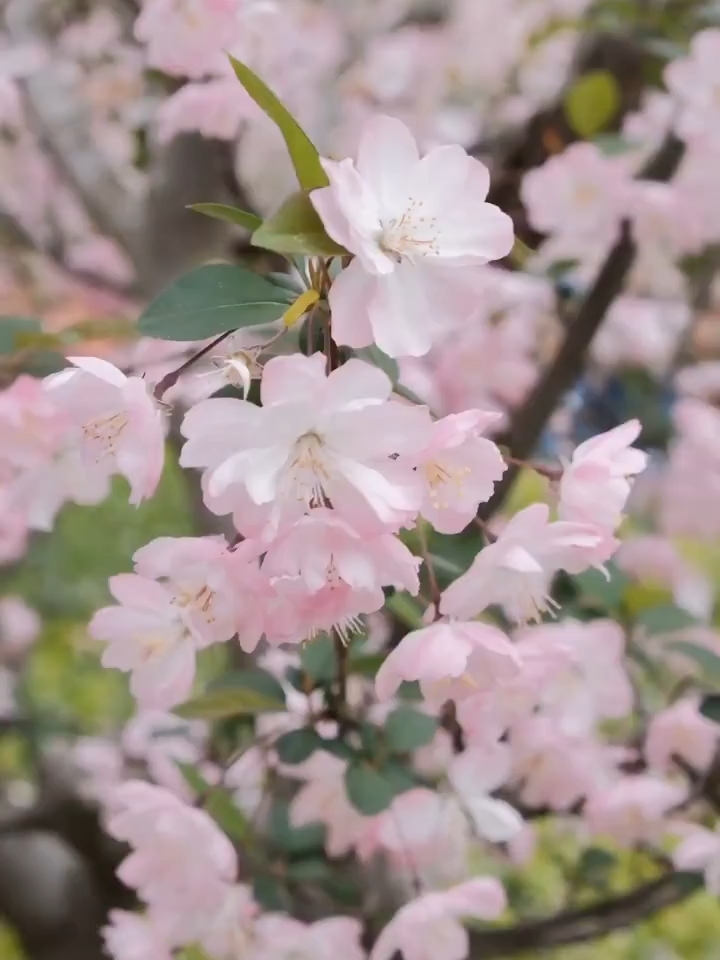 我遇见了一场樱花雨🌸～||📍霍山公园