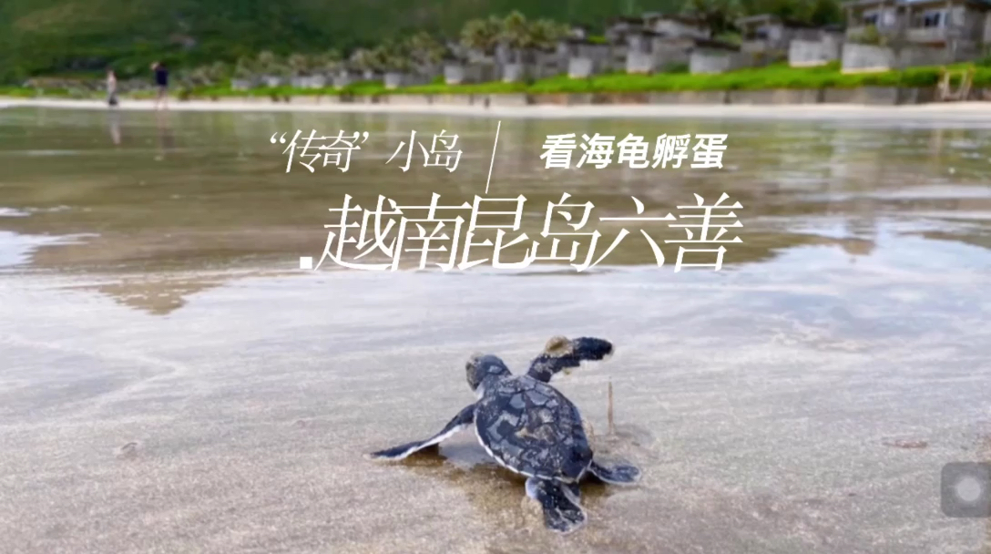 看一群刚孵化的小海龟奔向大海，真的太爱这家酒店了