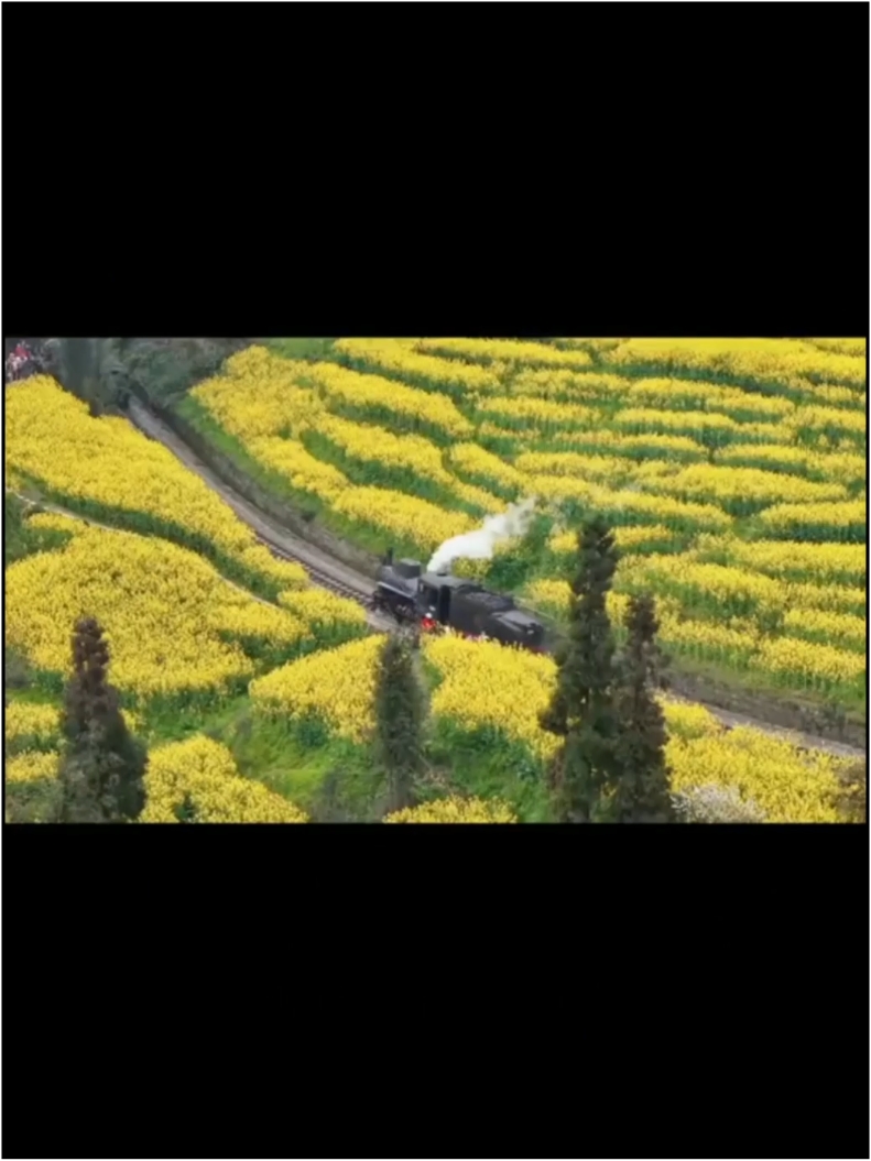 金色油菜花中蝶舞翩翩，坐着蒸汽小火车，一起来欣赏吧！
