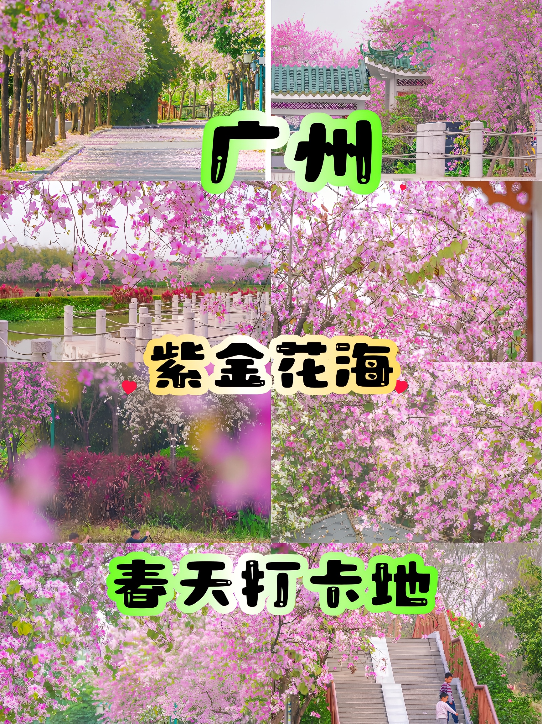 广州紫金花海，春天赏花🌸好去处