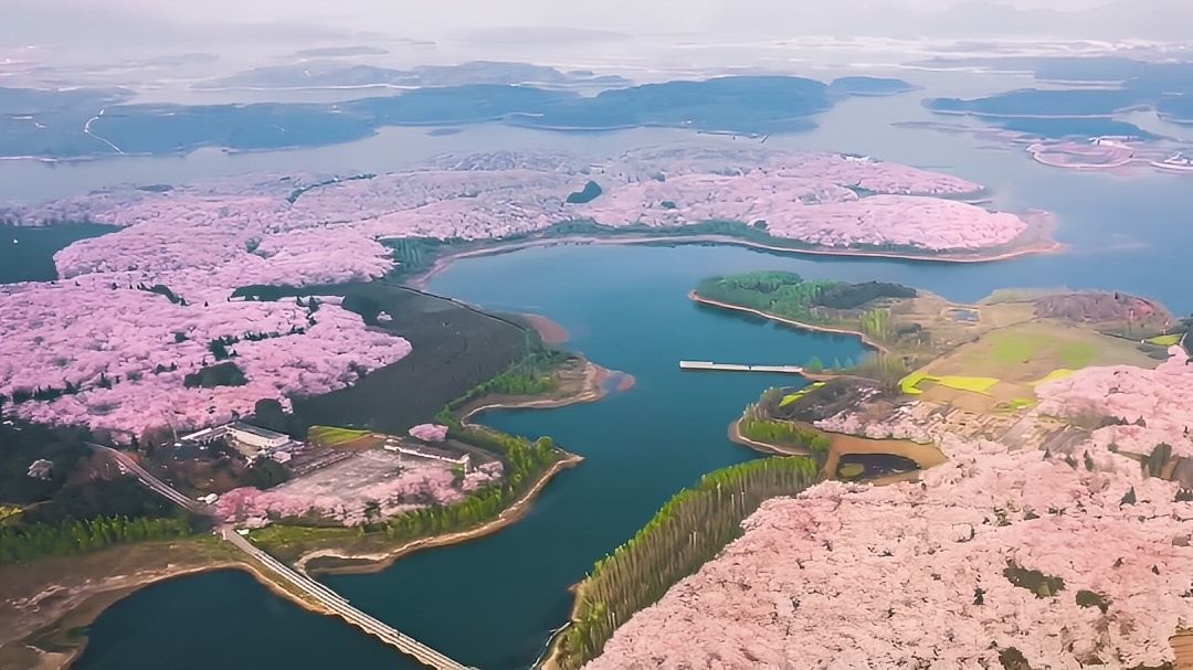 贵州平坝万亩樱花园