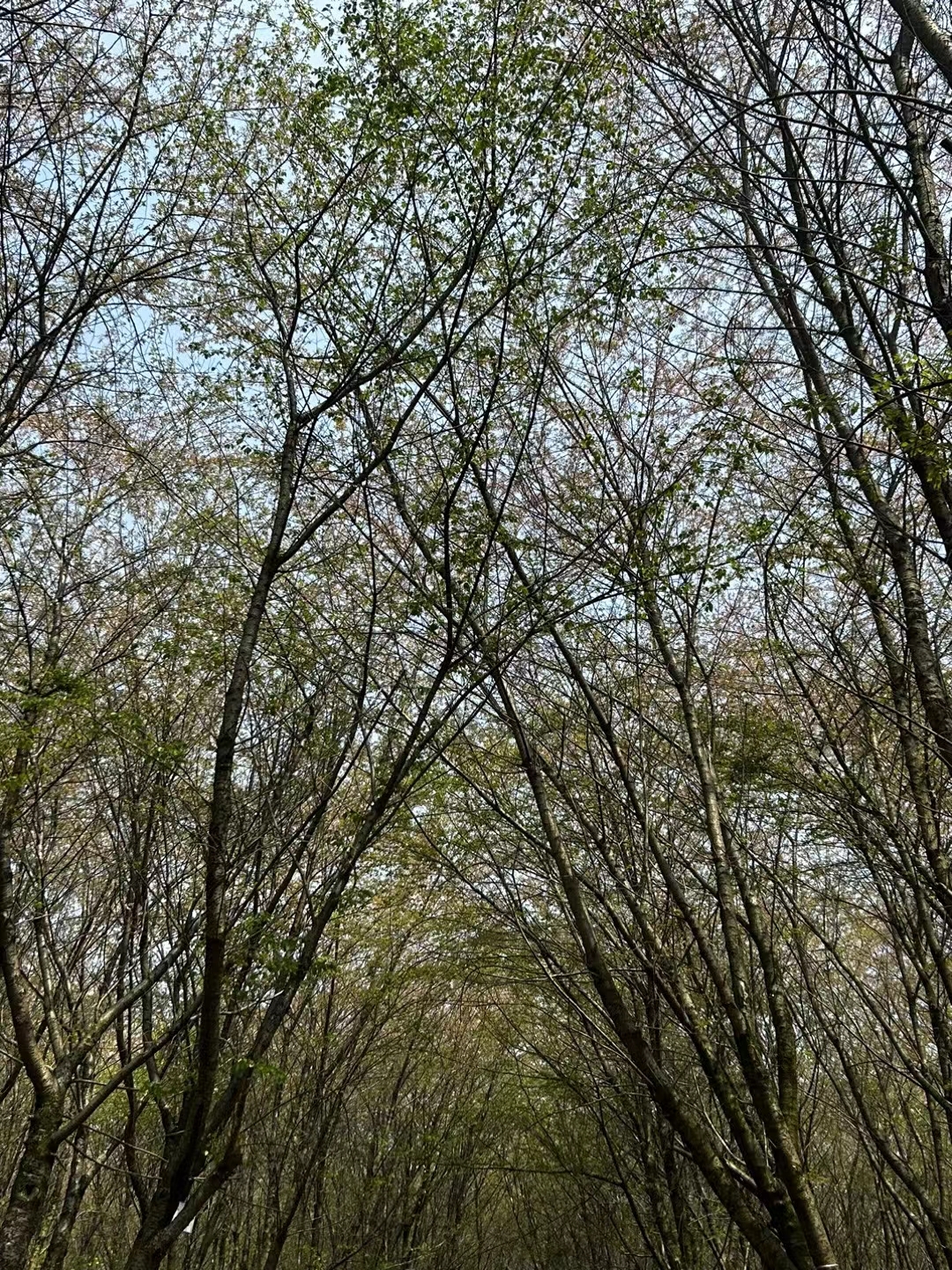 平坝樱花