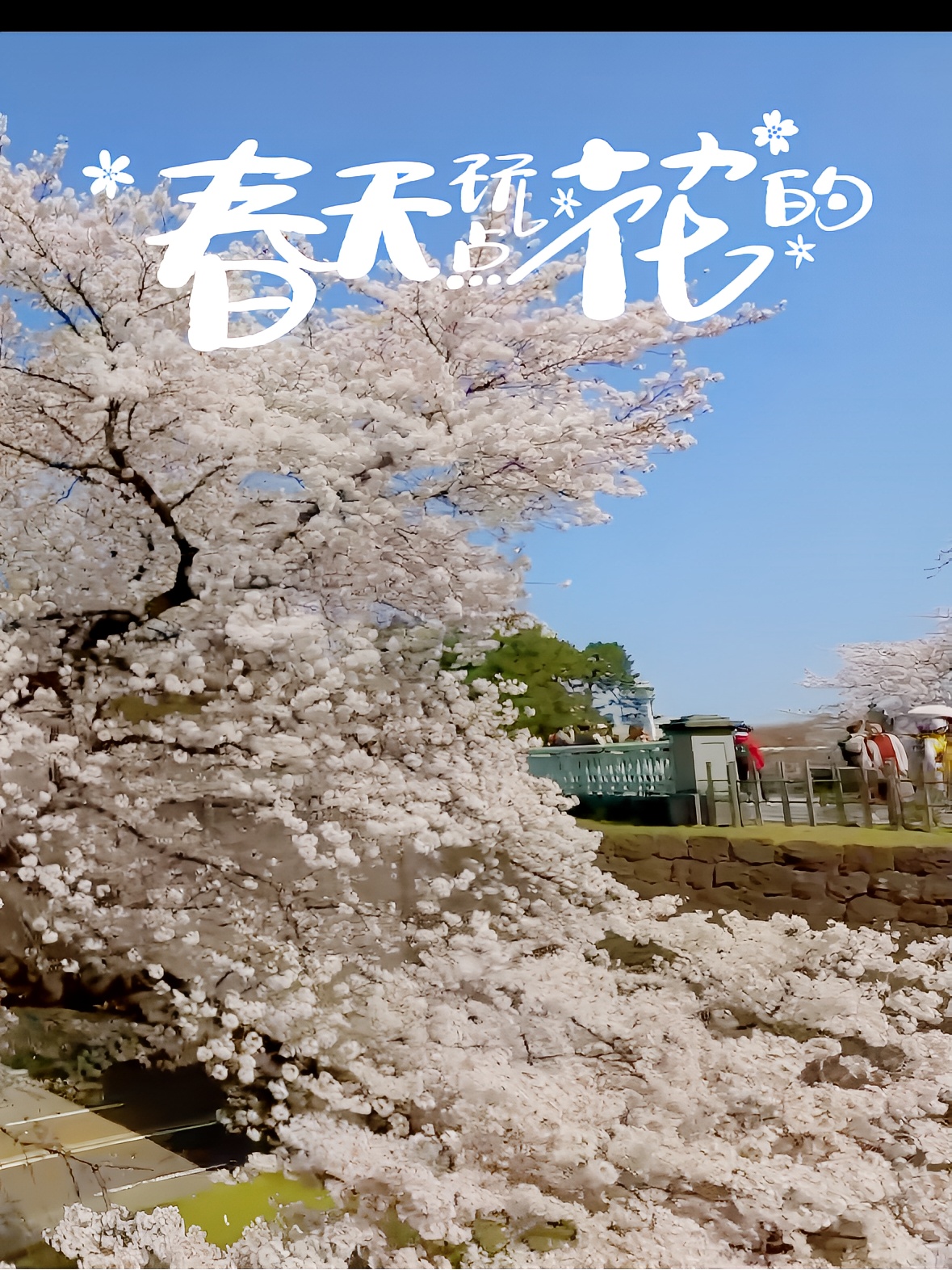 🌸 石川赏樱：兼六园的樱花盛宴 🏯🌸