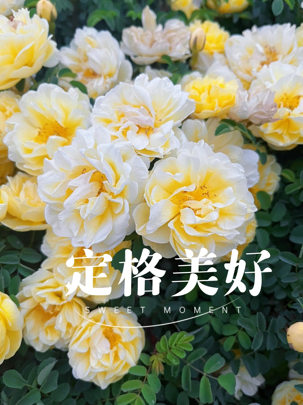 中国牡丹看菏泽   一起来赏花吧
