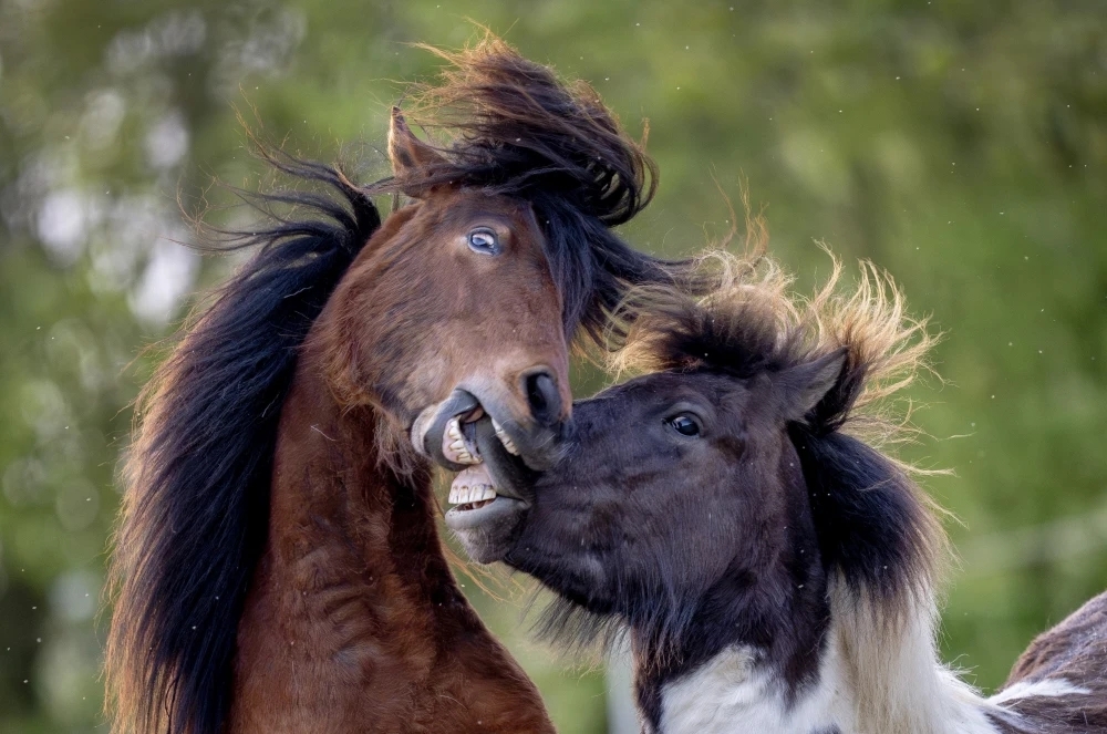冰岛马：最纯洁血统的马种