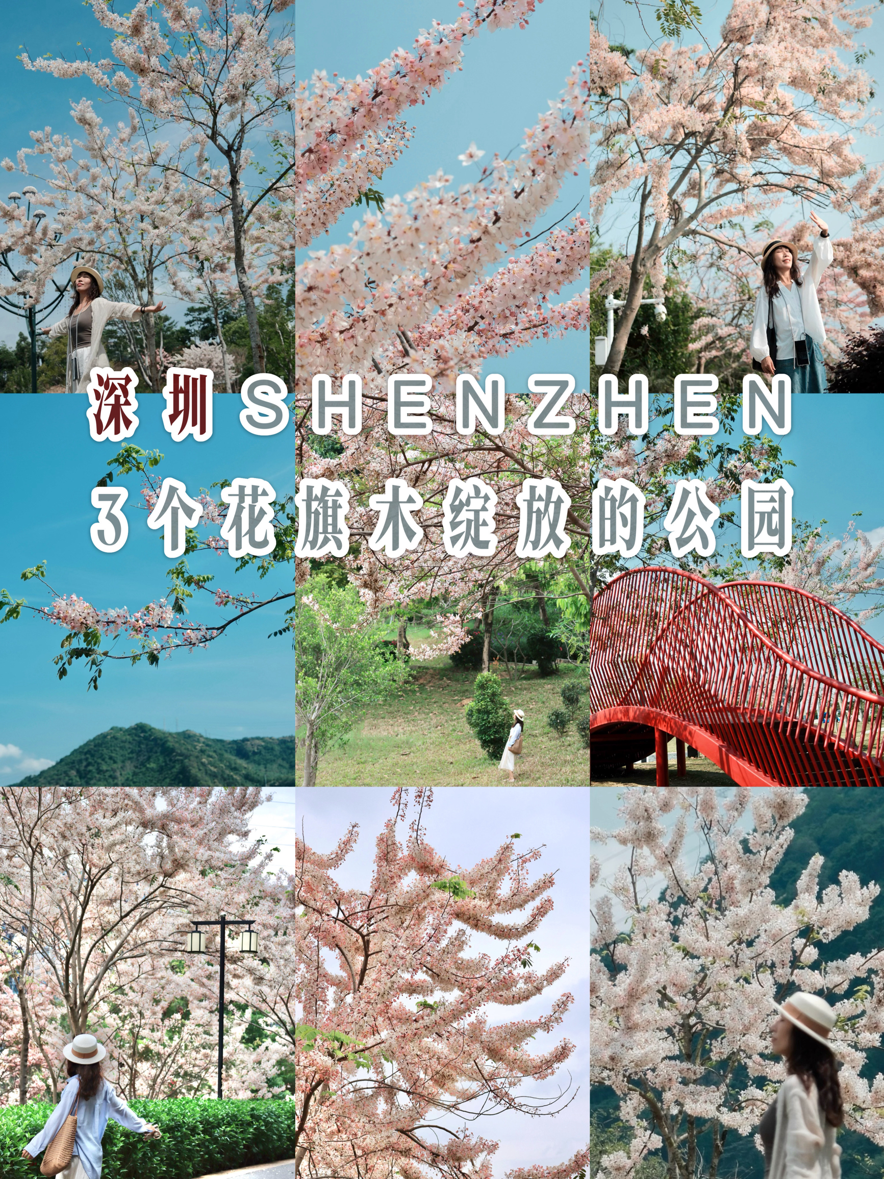 4月的樱花在深圳盛开｜快来这些公园赏花