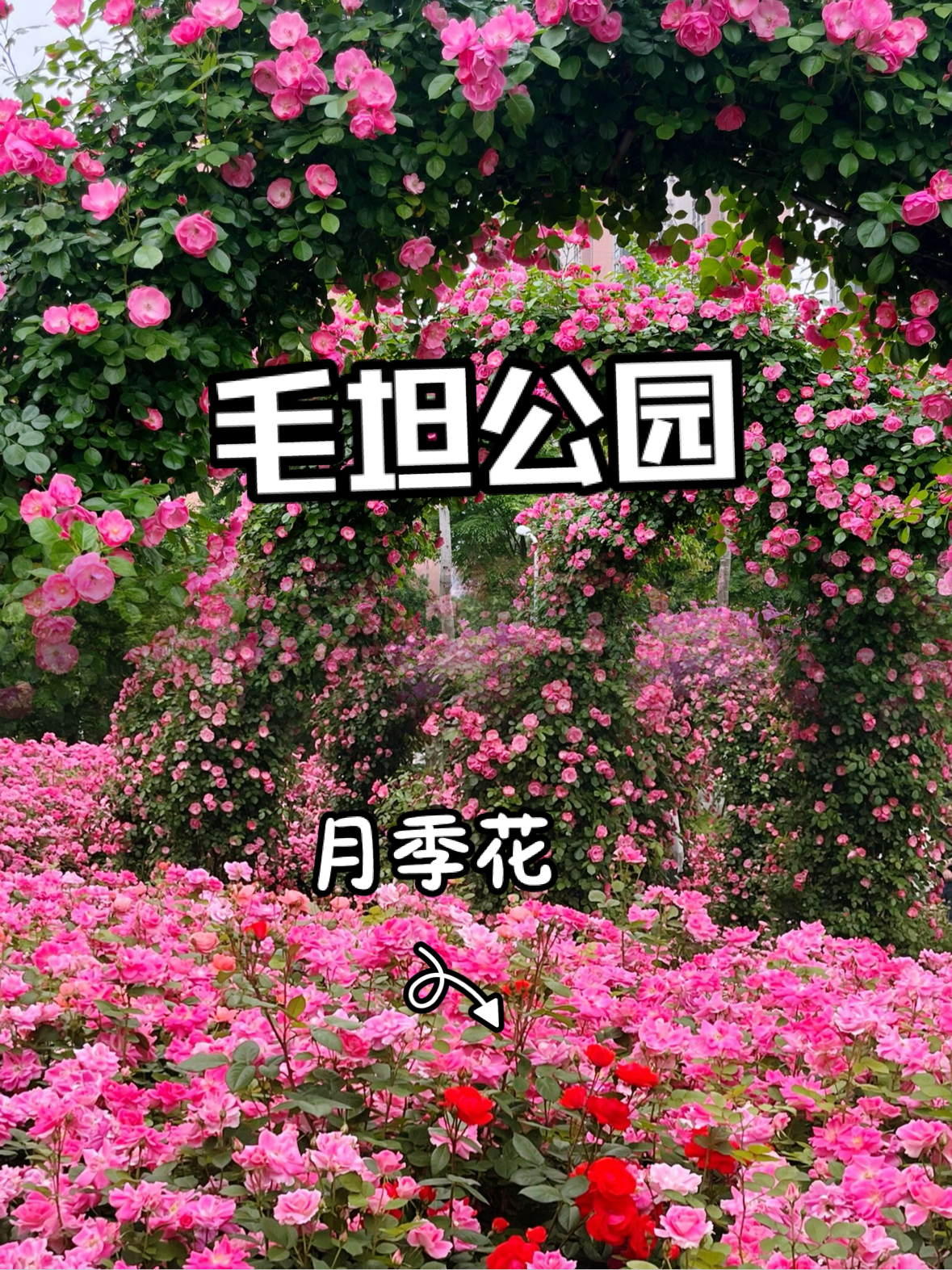 武汉月季拍照圣地，千人知道的花墙好浪漫啊～原图直出😍😍
