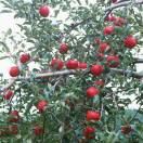 不吃橘子的小蘑菇呀