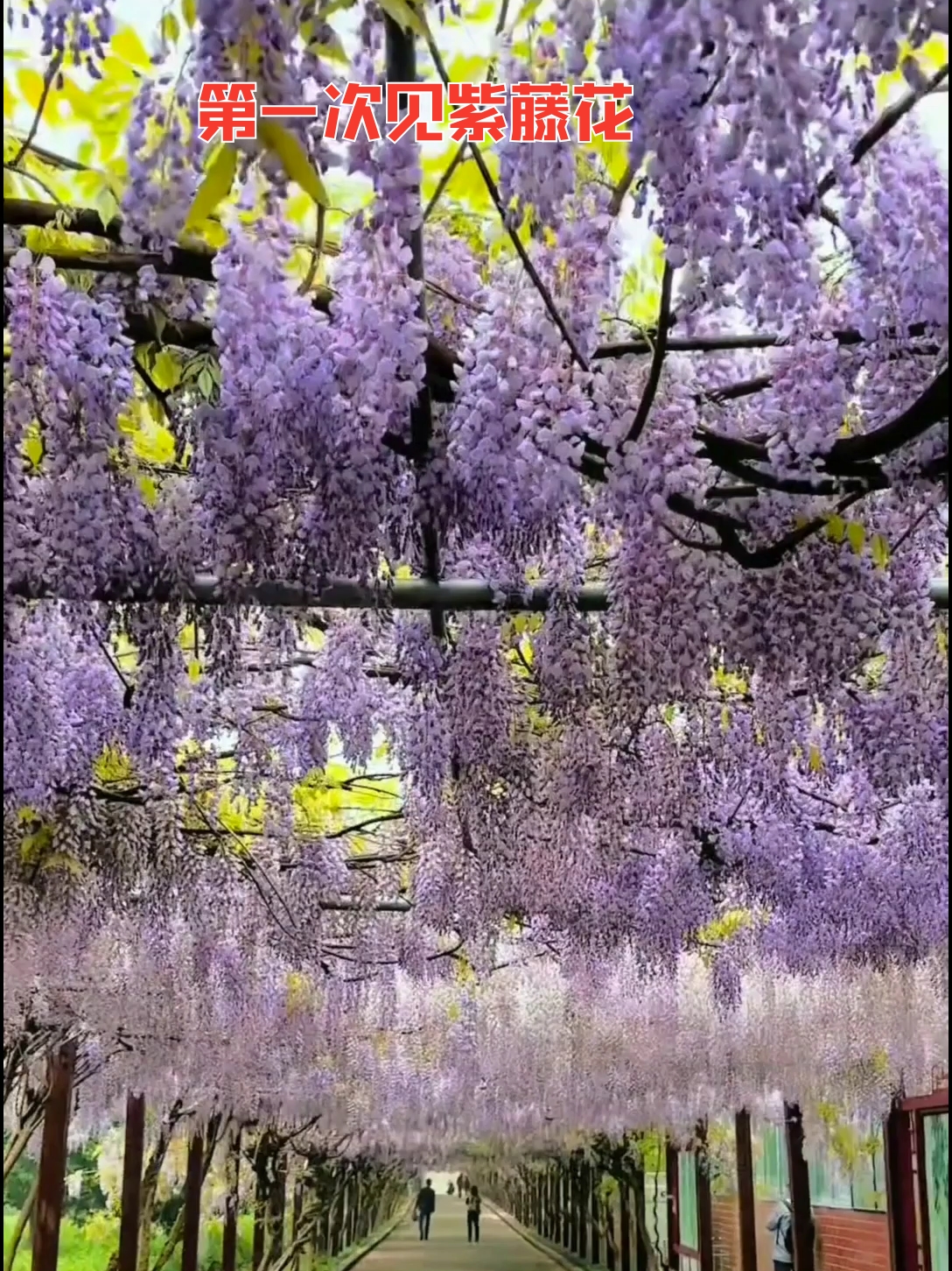 人间最美四月天，紫藤花开如流瀑