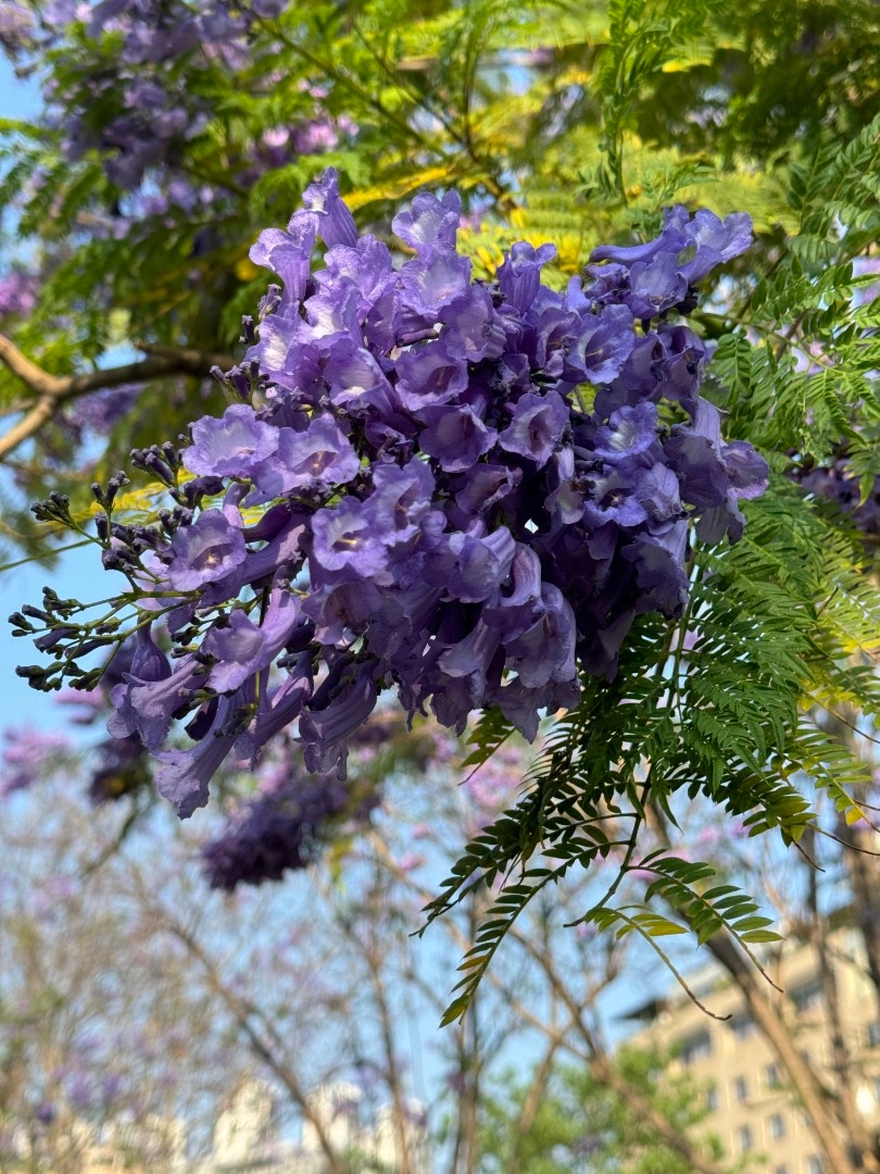 🌟攀枝花学院，培育未来的璀璨星辰🌟 🎓攀枝花学院，这里不仅是知识的殿堂，更是梦想起航的港湾。在这里，