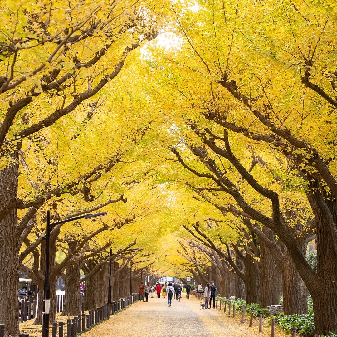 🍂【秋日银杏大道】东京昭和纪念公园的金色隧道🌳✨