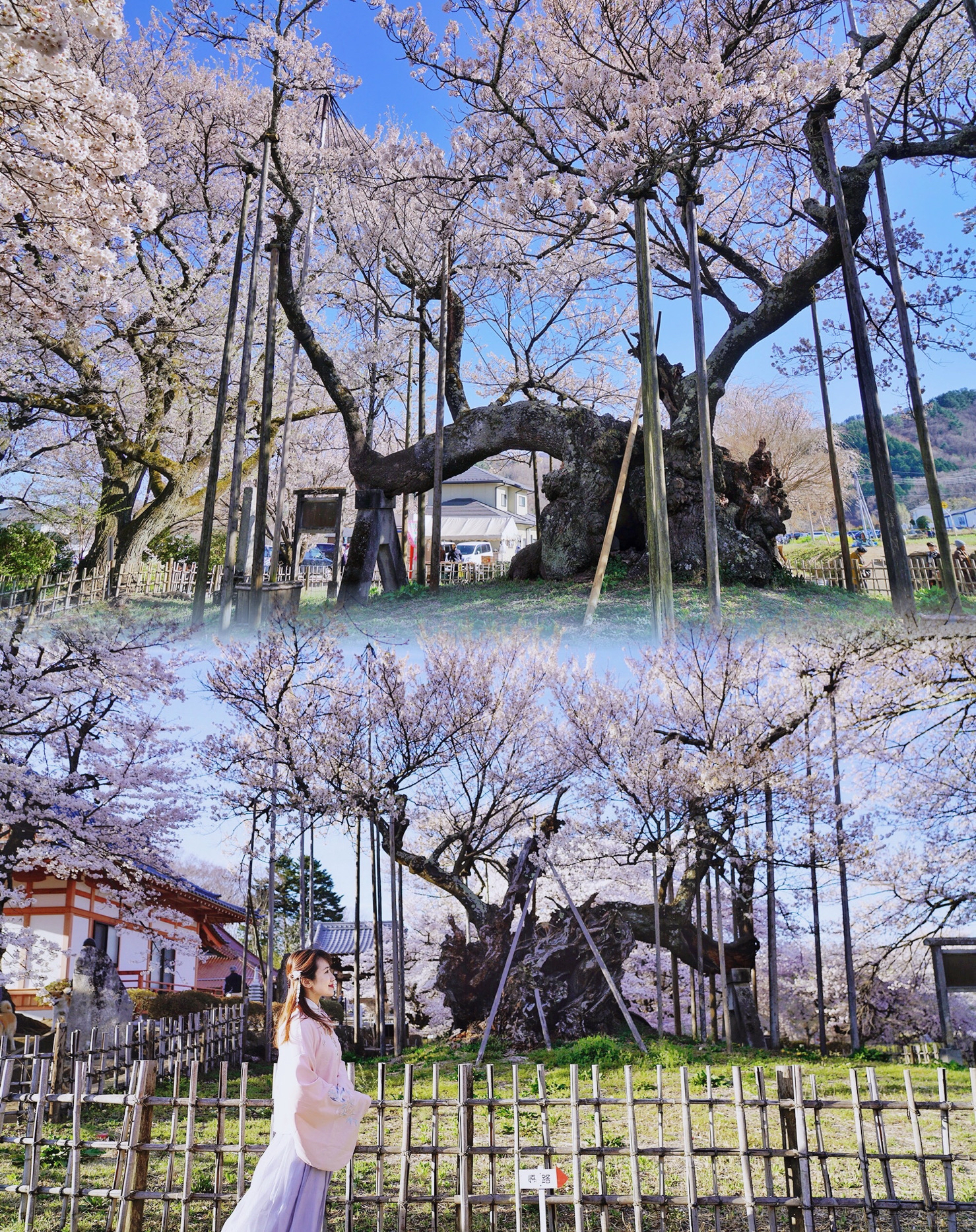 东京周边｜赴一场与日本蕞古老樱花树的两千年之约🌸