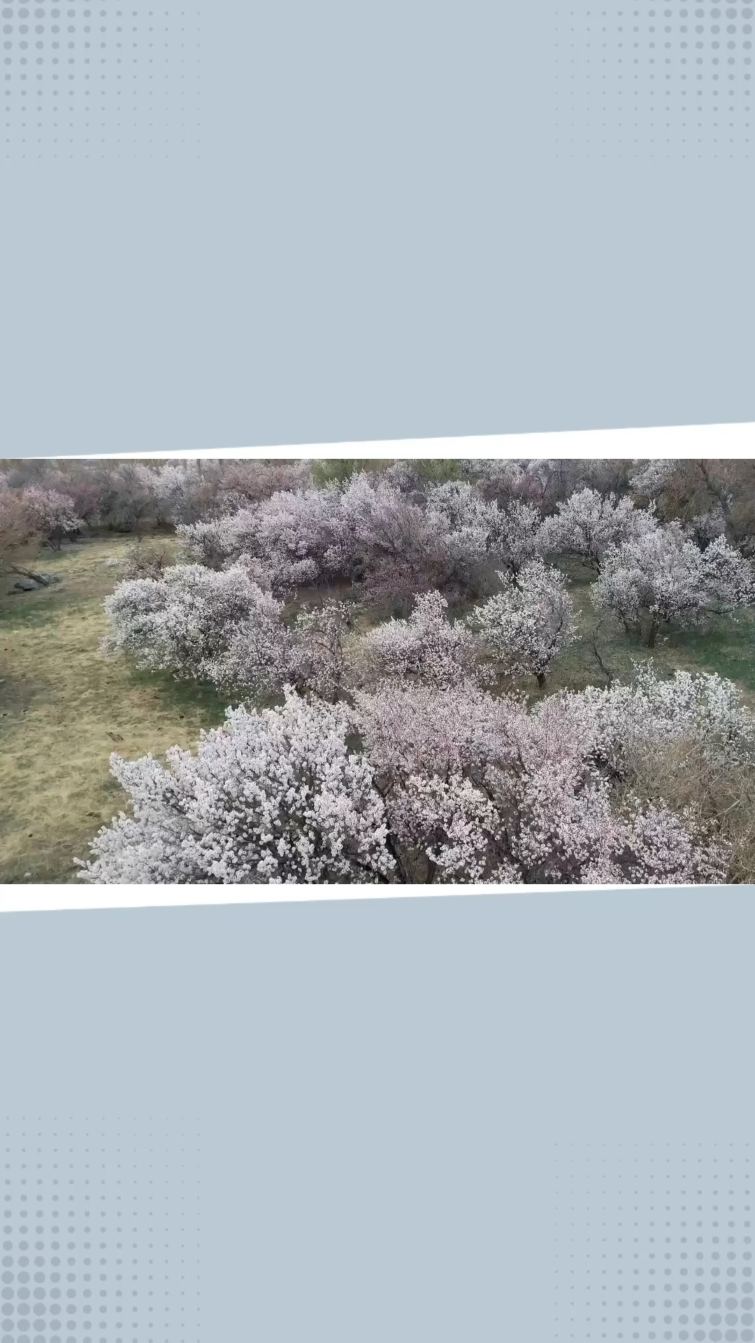 新疆托克逊：杏花盛宴，新疆春天的第一道风景