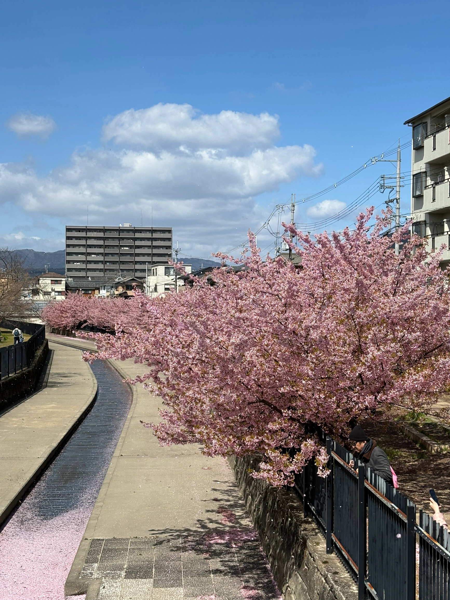名古屋的的樱花也太美了🌸
