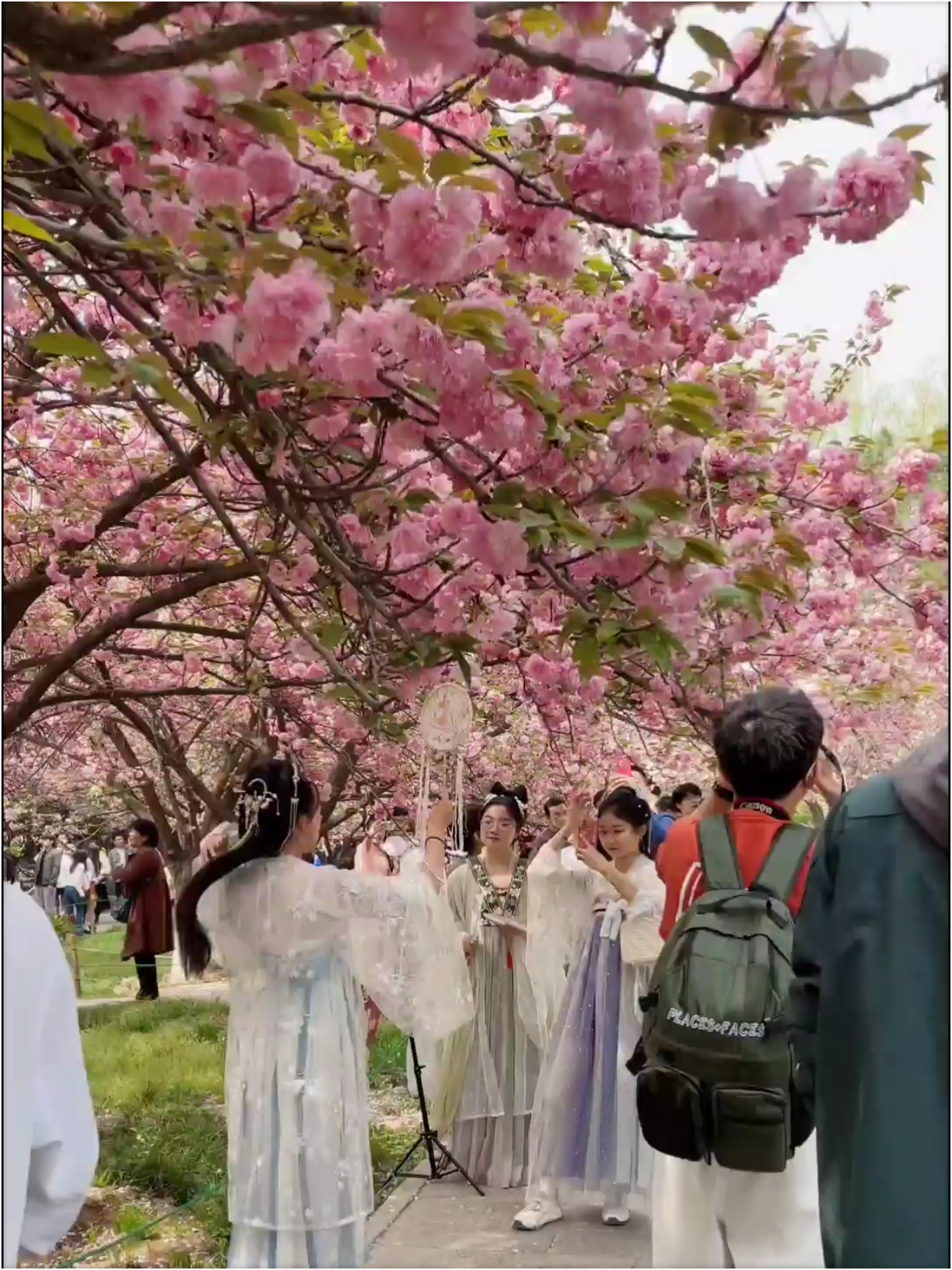 青龙寺樱花太美了！