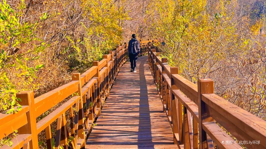 崔村西峪橡树谷