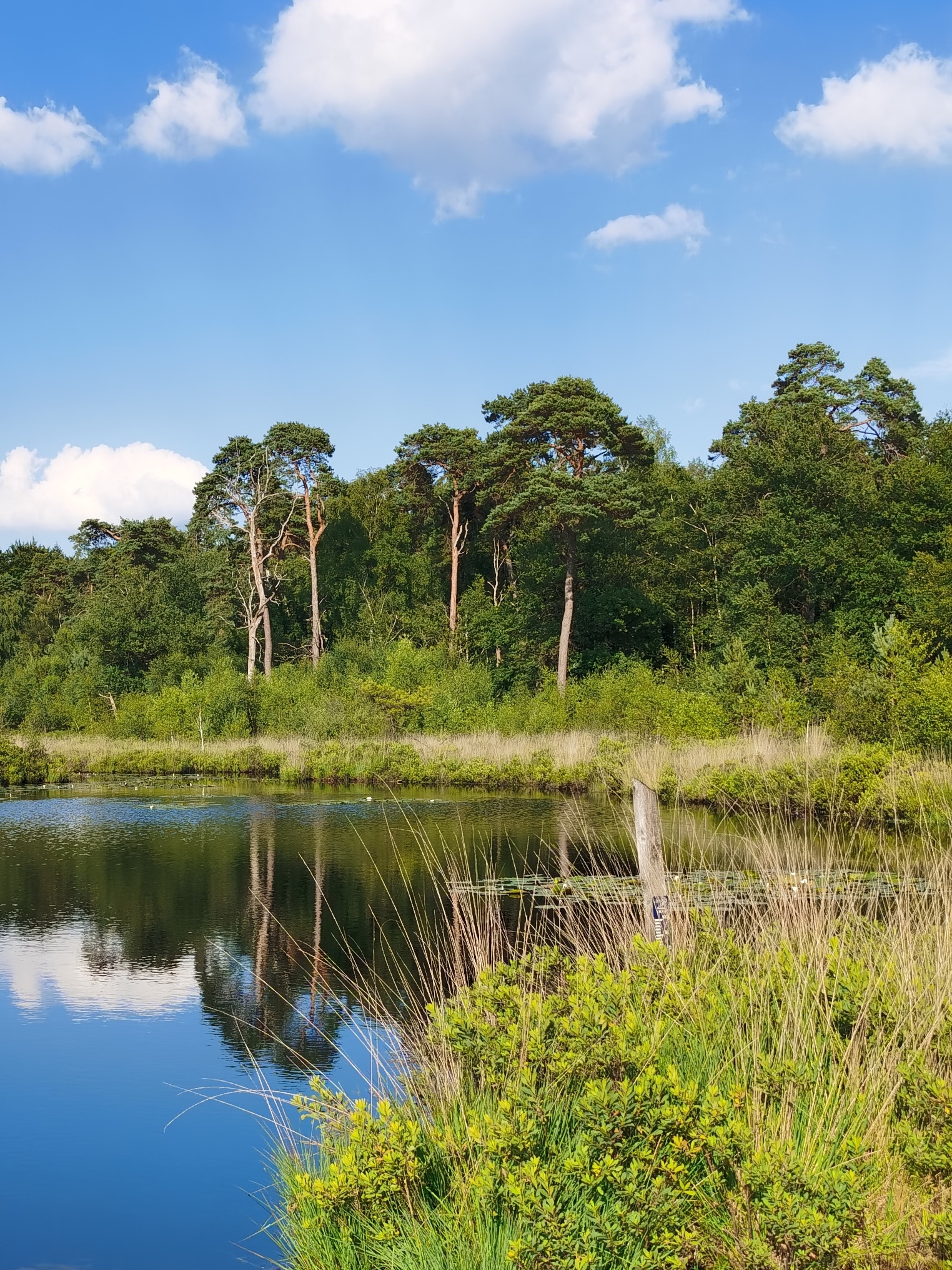 题荷兰Oiterwijk(奥斯特韦克)自然公园莲花 文/西农 裙开湖面展，出浴翠娇莲。 秀色风中绝，