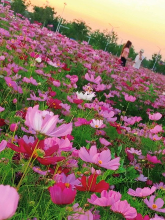 初夏的三湾公园，醉美花海等