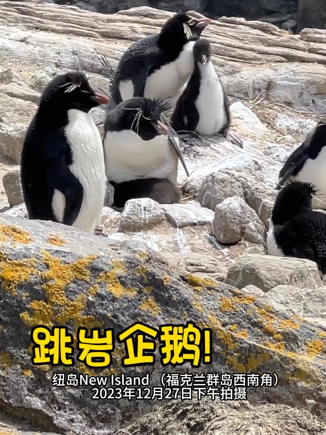 你看到过“跳岩企鹅”吗？