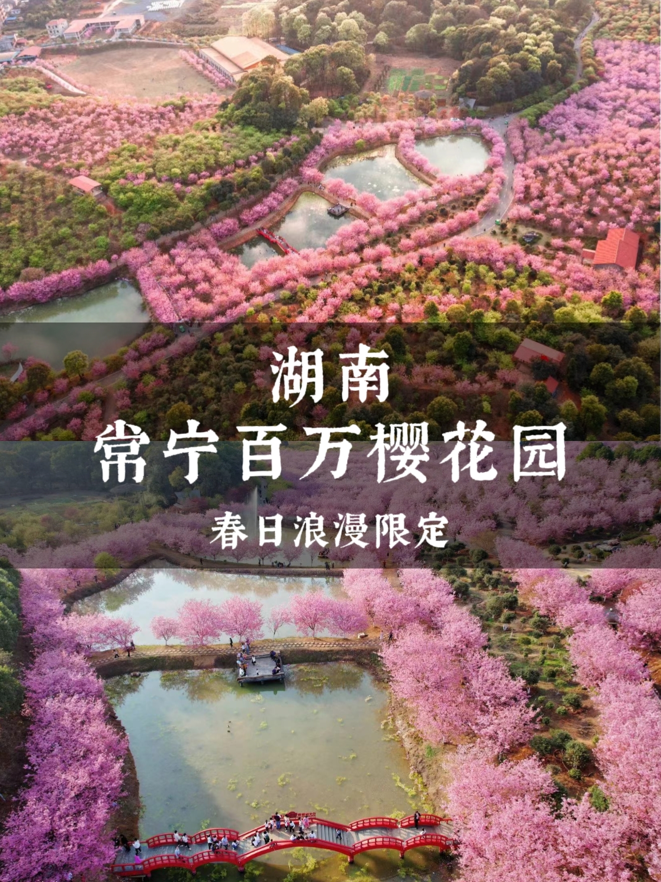 不是照骗！2-3月湖南这个百万樱花园真的超美