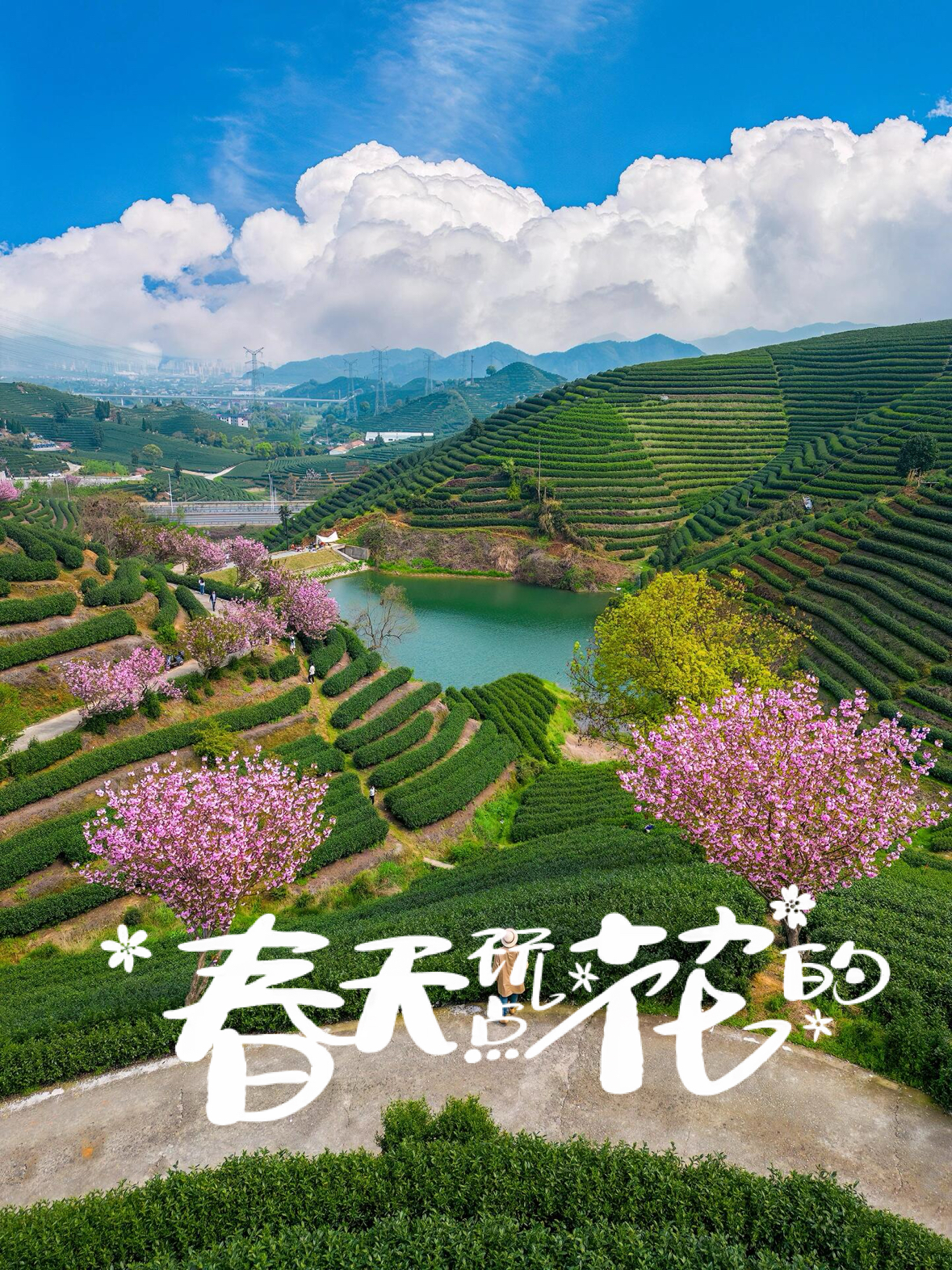 最后的晚樱❗杭州版“无量山”樱花茶园❗🤩🤩🤩