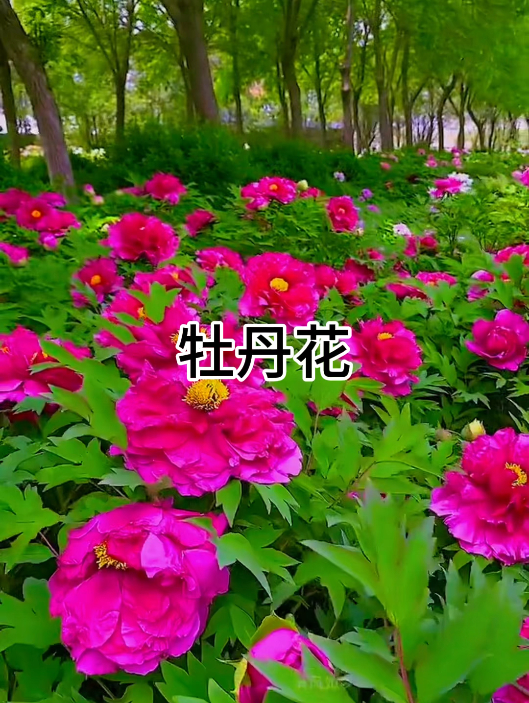 国色天香牡丹花，唯有牡丹真国色花开时节动京城