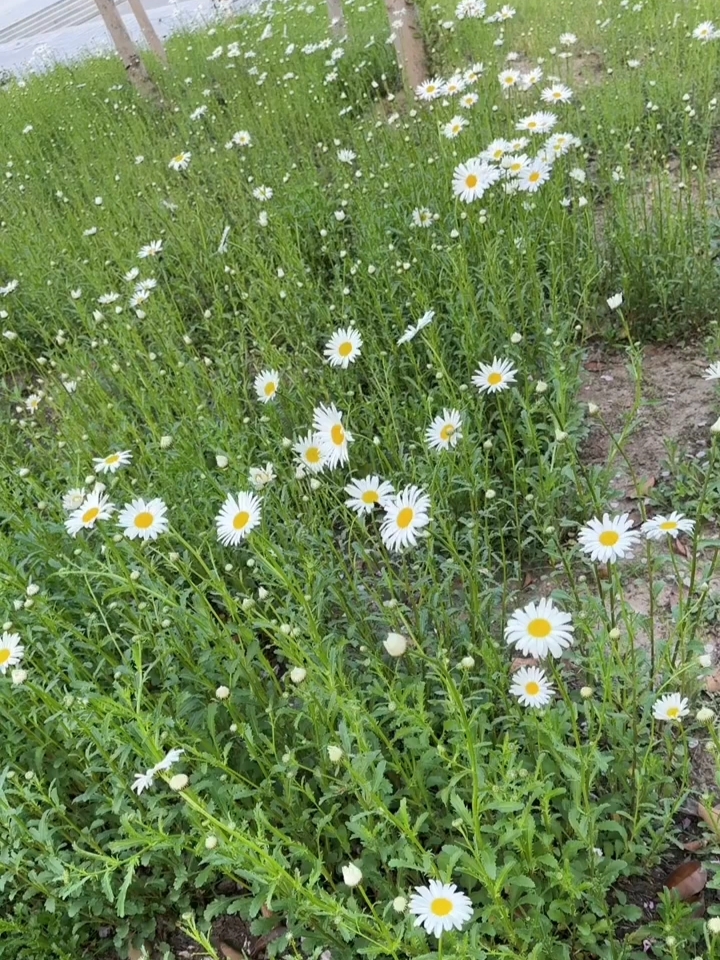 路边的小雏菊