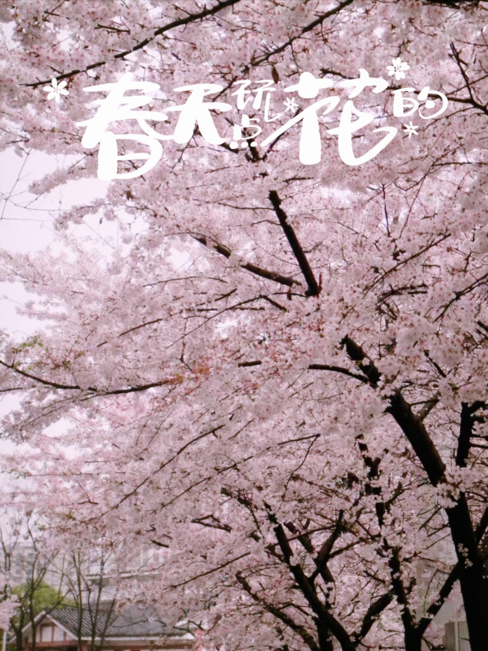 樱花盛开的剑江路，绝美如画！🌸
