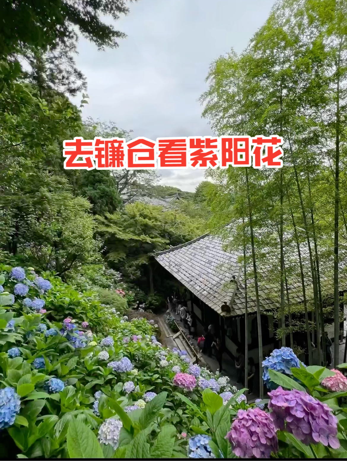 现在开始行动，6月去日本镰仓看紫阳花