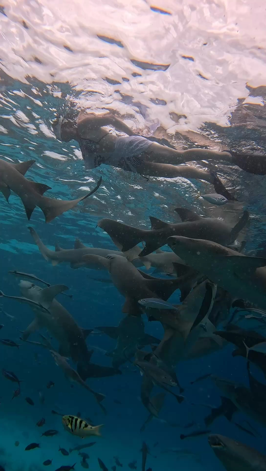 来，捅个鲨鱼窝🦈#旅行大玩家 #马尔代夫鲨鱼