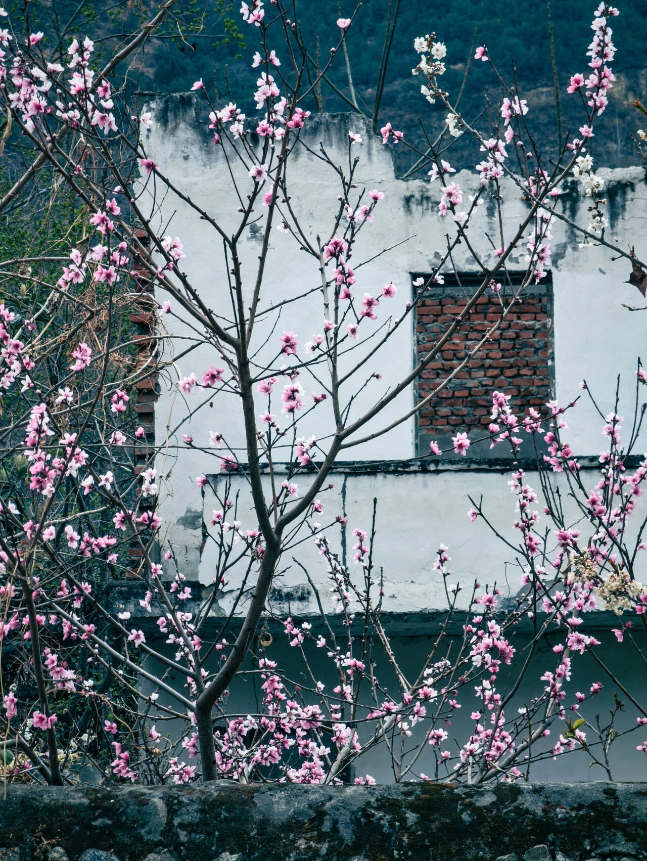 一抹桃花：遇见春天的温柔🌸