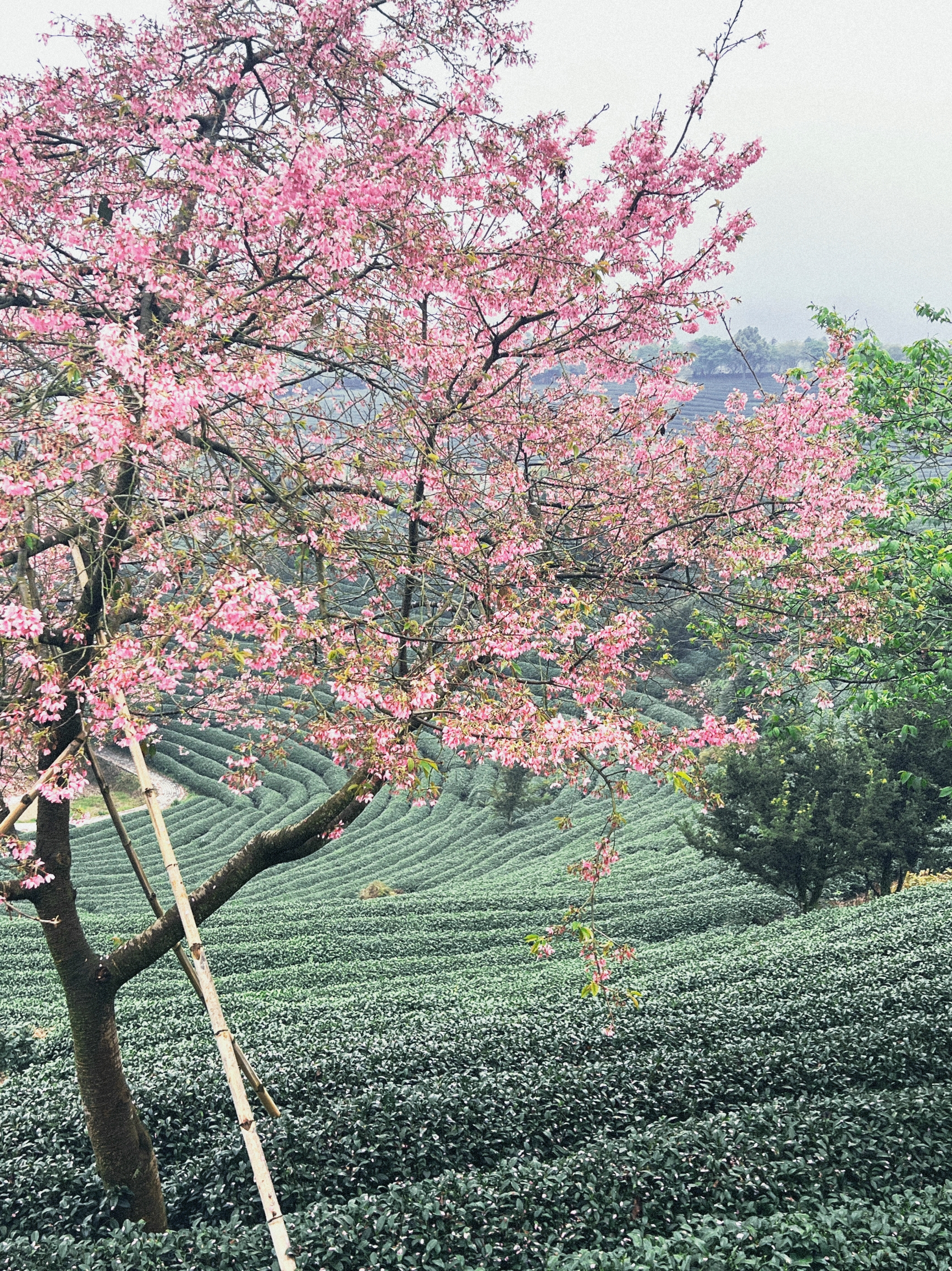 樱花🌸福建小众赏花地