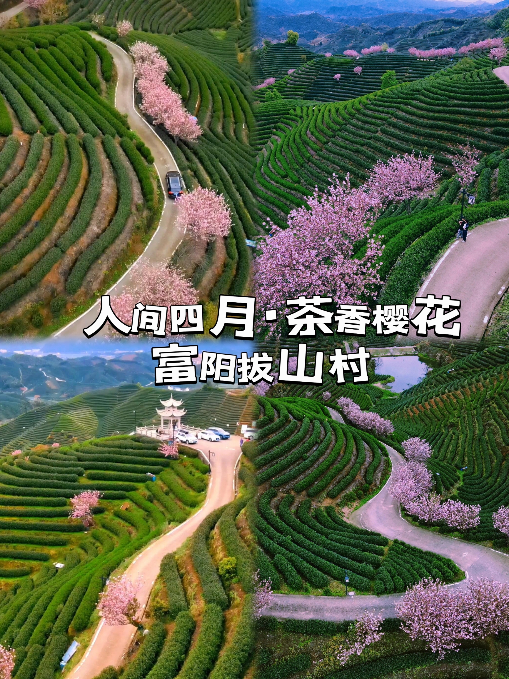 🌸🍃人间四月·茶香樱花| 杭州近郊也有无量山般的惊喜！