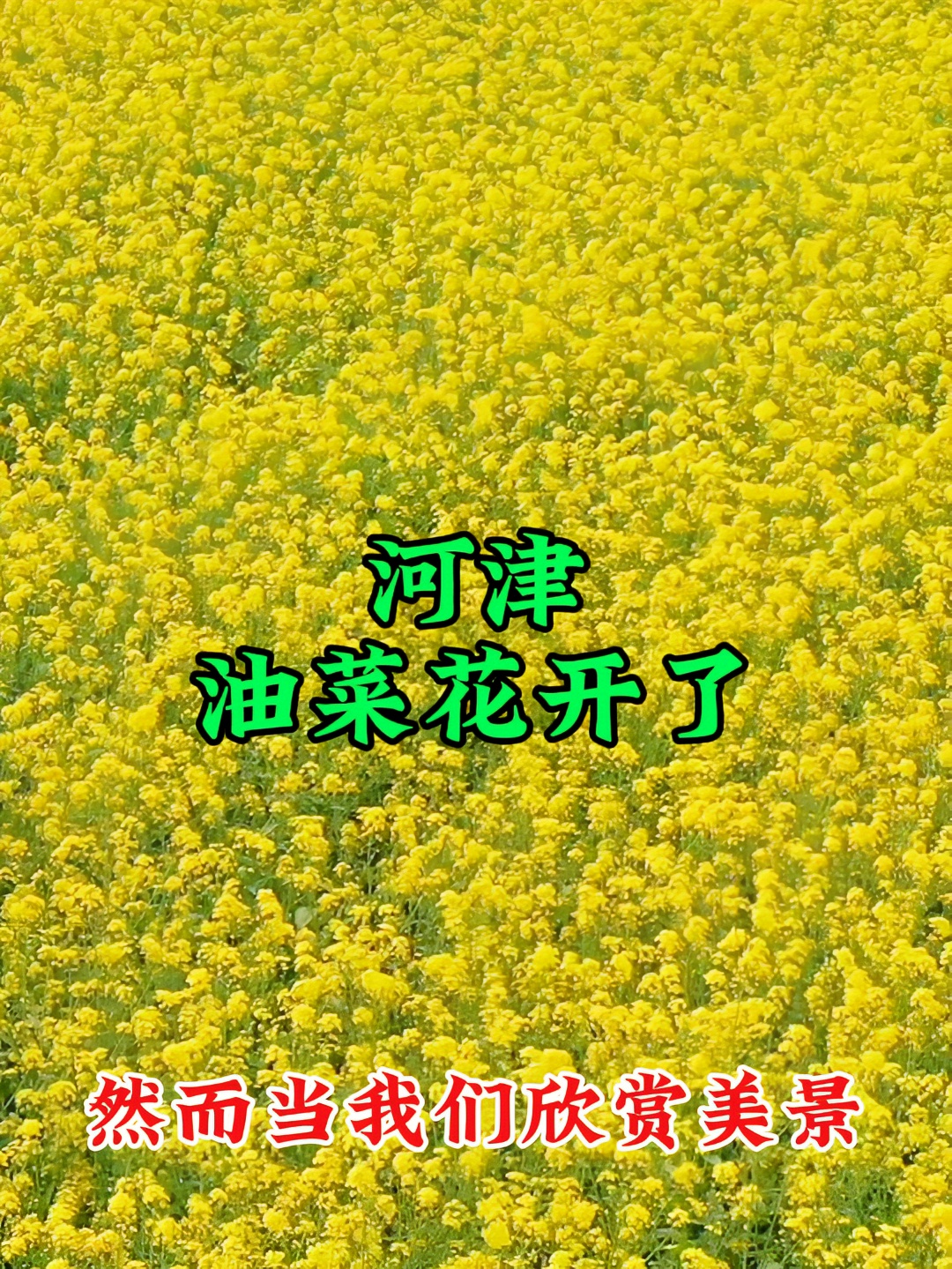 阳春三月花儿艳，河津的油菜花竞相开放，是你结伴踏春的好去处！