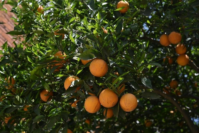 甜橙，芸香科柑橘属乔木植物，[7][6]甜橙树枝少刺或无刺；花白色，较少的花背面带淡紫红色；果实呈圆