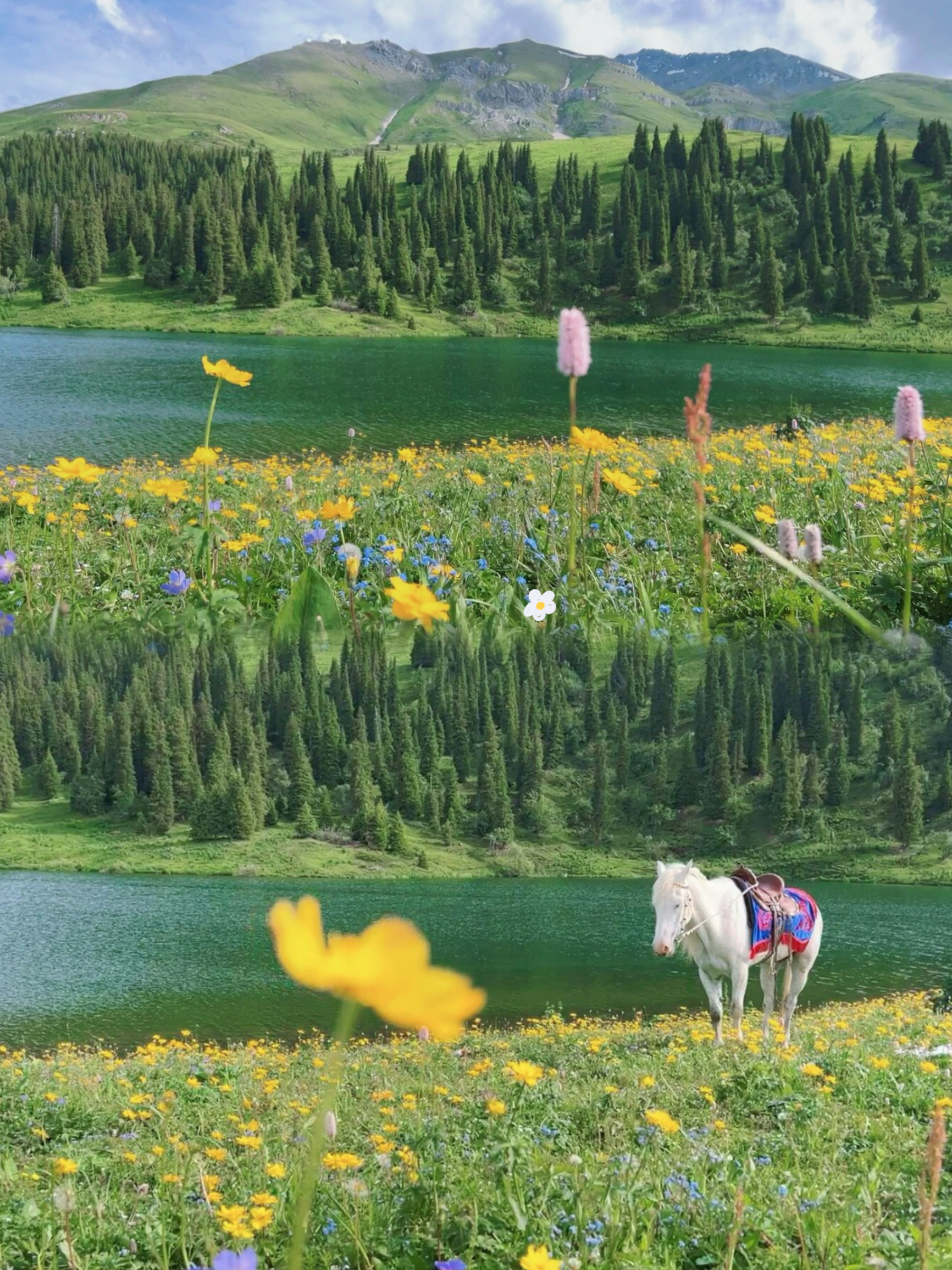🧚‍♀走进新疆的仙境：唐布拉仙女湖
