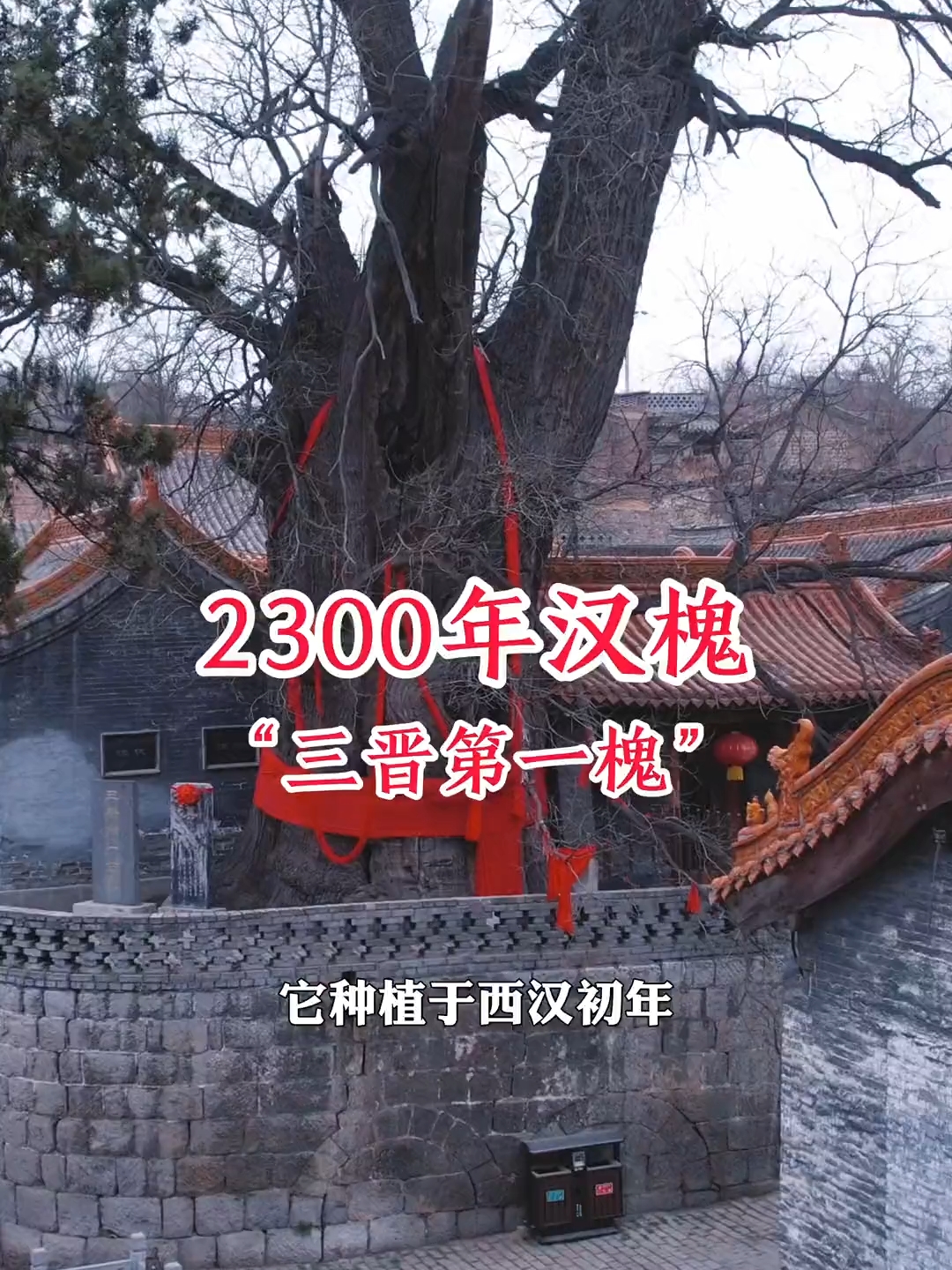 三晋第一槐，种植于西汉初年，树龄超2200年，树干