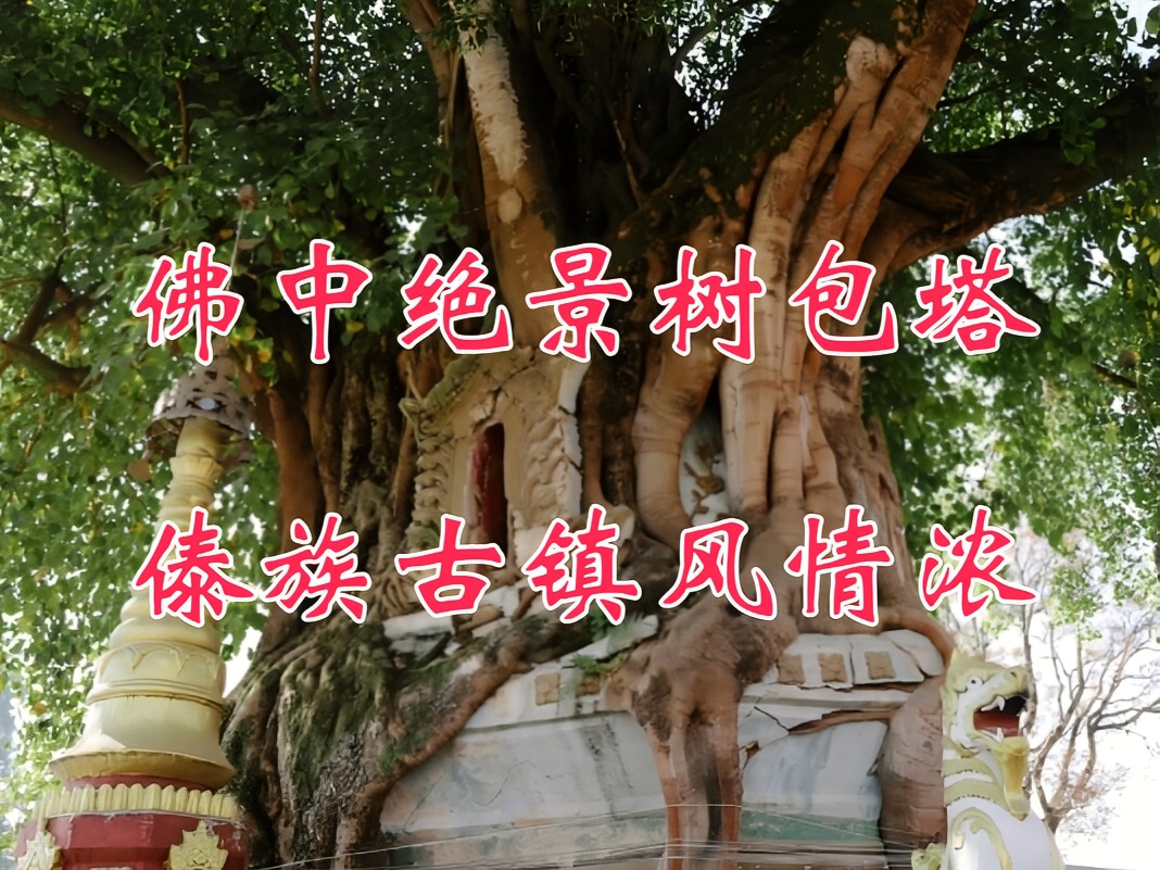 环中国自驾D69，佛中绝景树包塔，傣族古镇风情浓