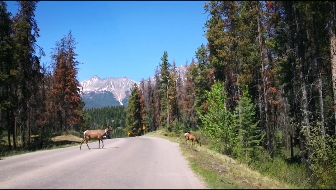 加拿大洛基山旅游︱鹿遇