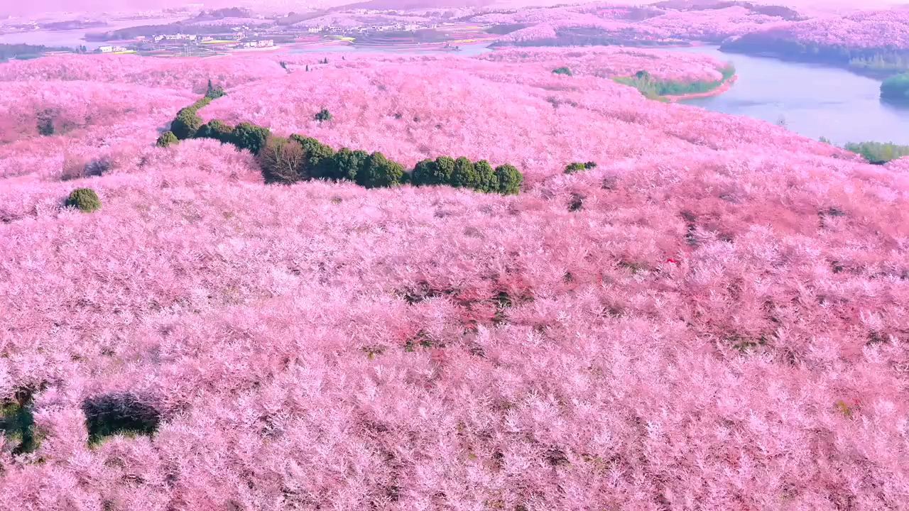 贵州安顺平坝万亩樱花