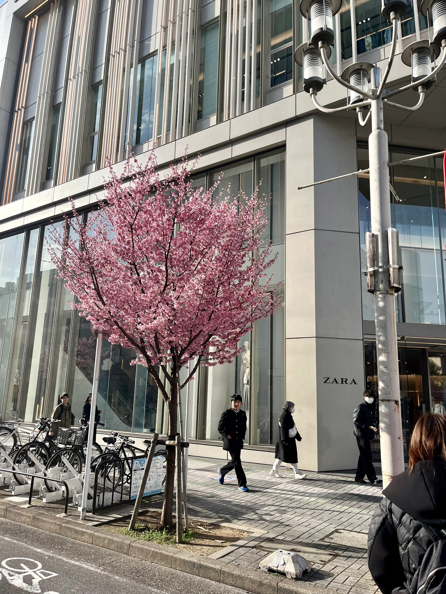 名古屋的樱花树🌸