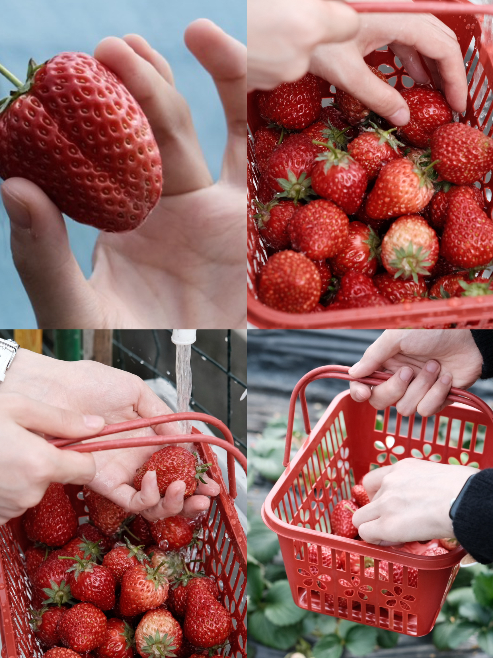 杭州白马湖草莓园摘草莓🍓｜我的出游攻略