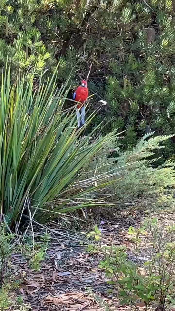 漂亮的红鹦鹉