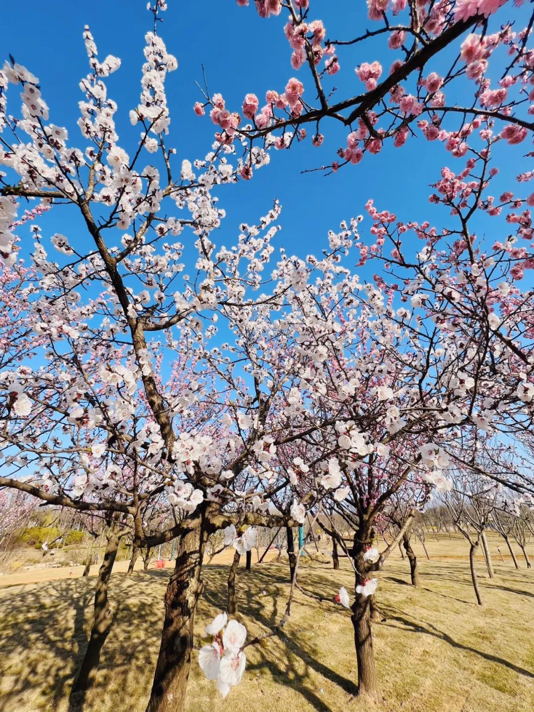 最近盛开的杏花就美极了。  杏花花期在3～4月份，每年春季，杏花算是属于率先开放的花了。当然与之几乎