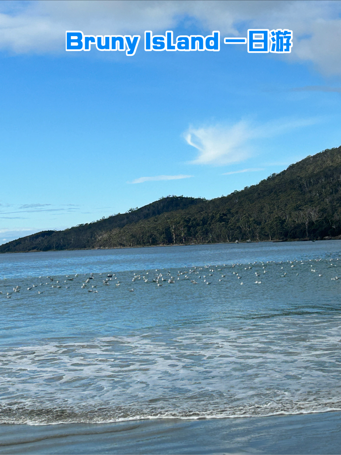 Bruny Island一日游：梦幻岛屿，海鸥很多，超美！