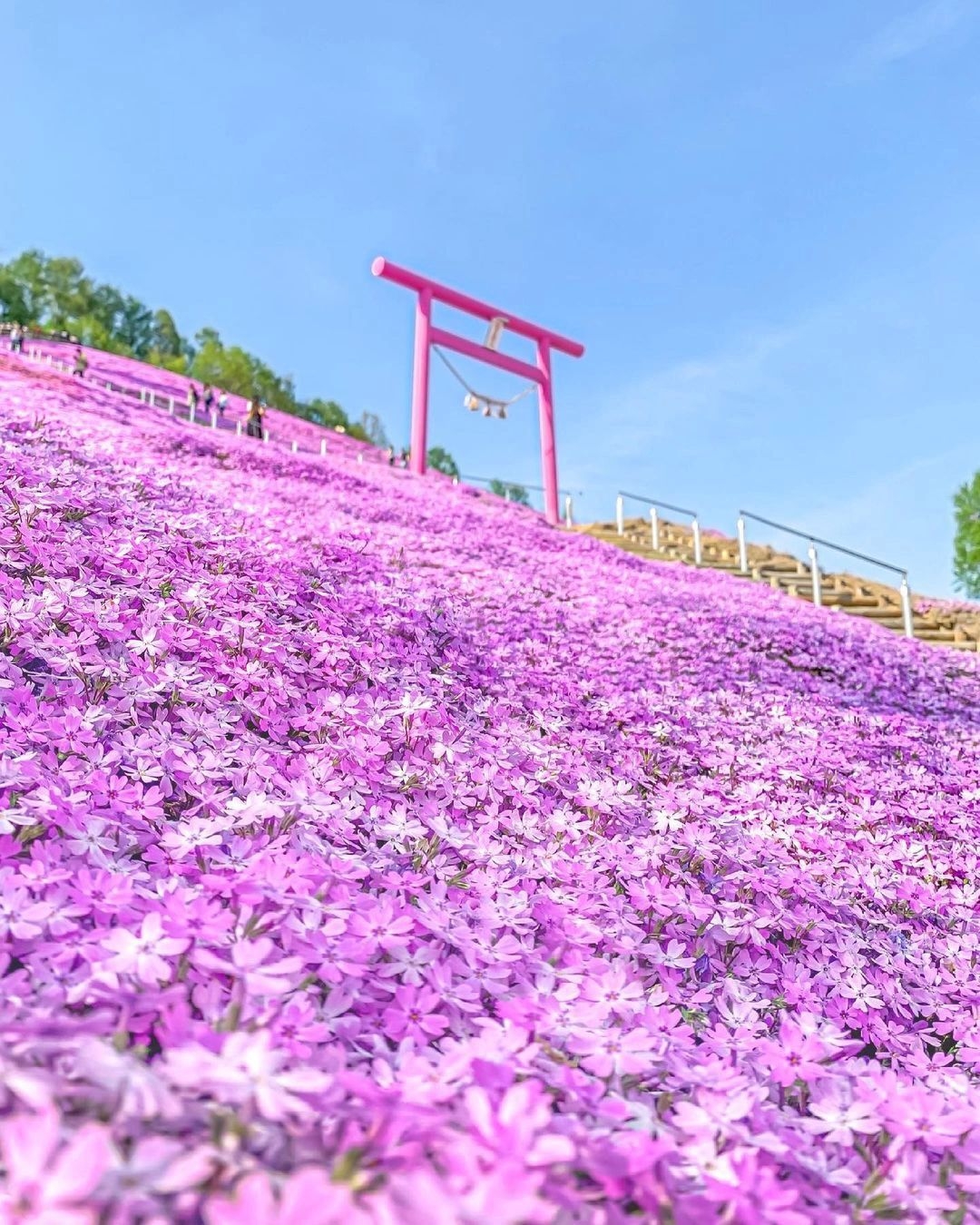 🇯🇵北海道粉色之丘💕尽享春日浪漫芝樱花海
