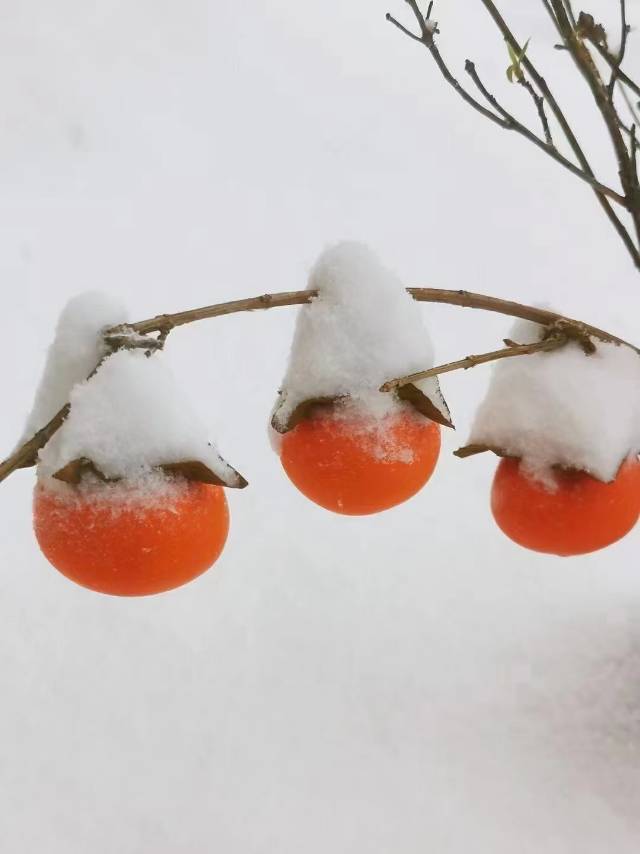 雪后的柿子