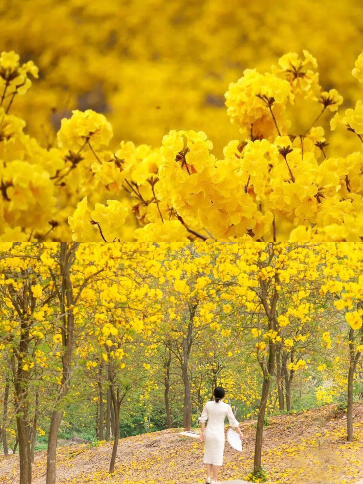 广东3-4月赏花🌸这5个绝美赏花地请收好！